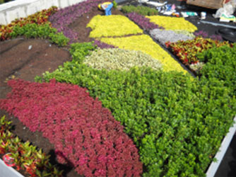 Azoteas Ajardinadas, Antes y Después